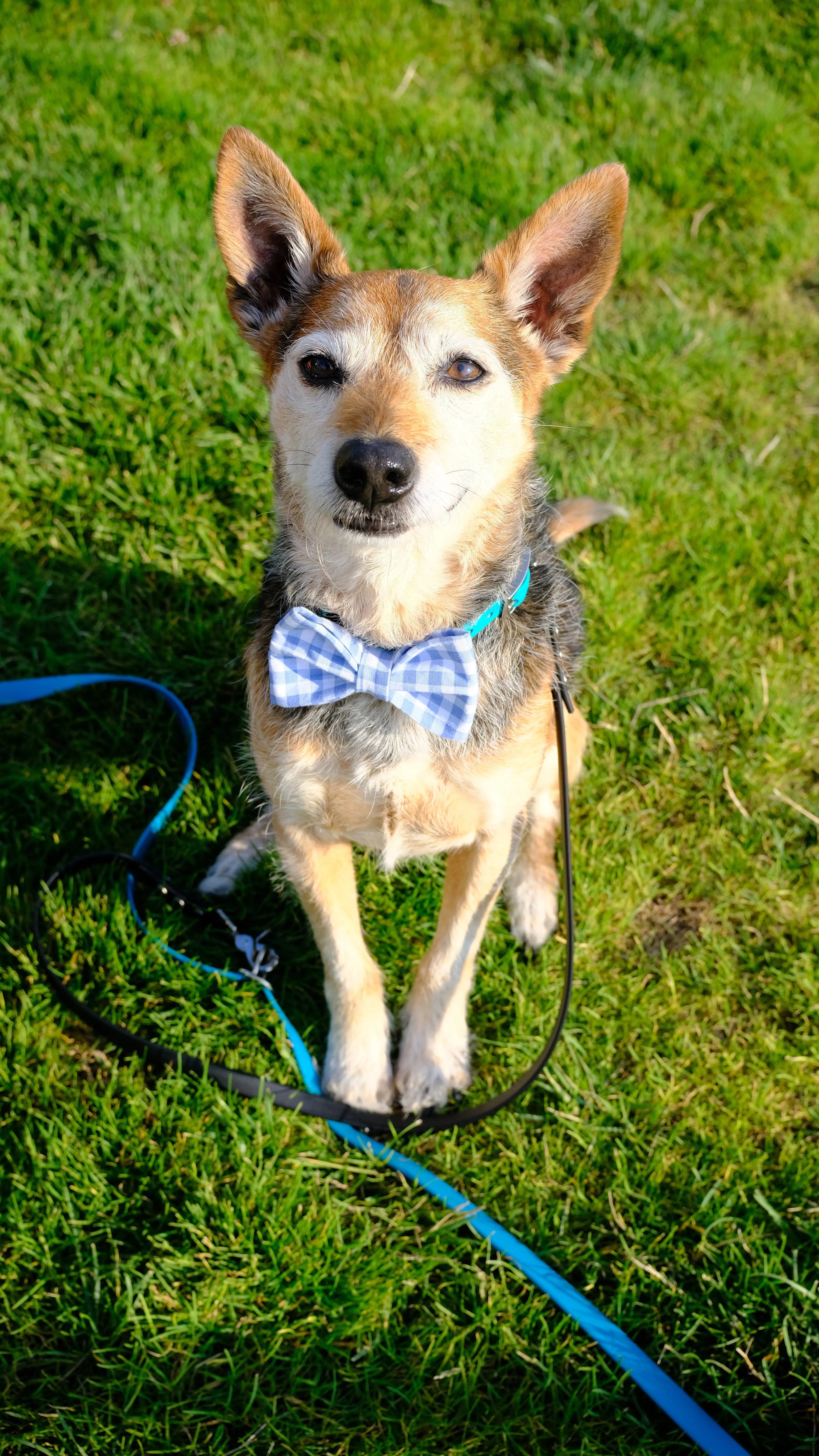 Baby Blue Gingham Bow Tie
