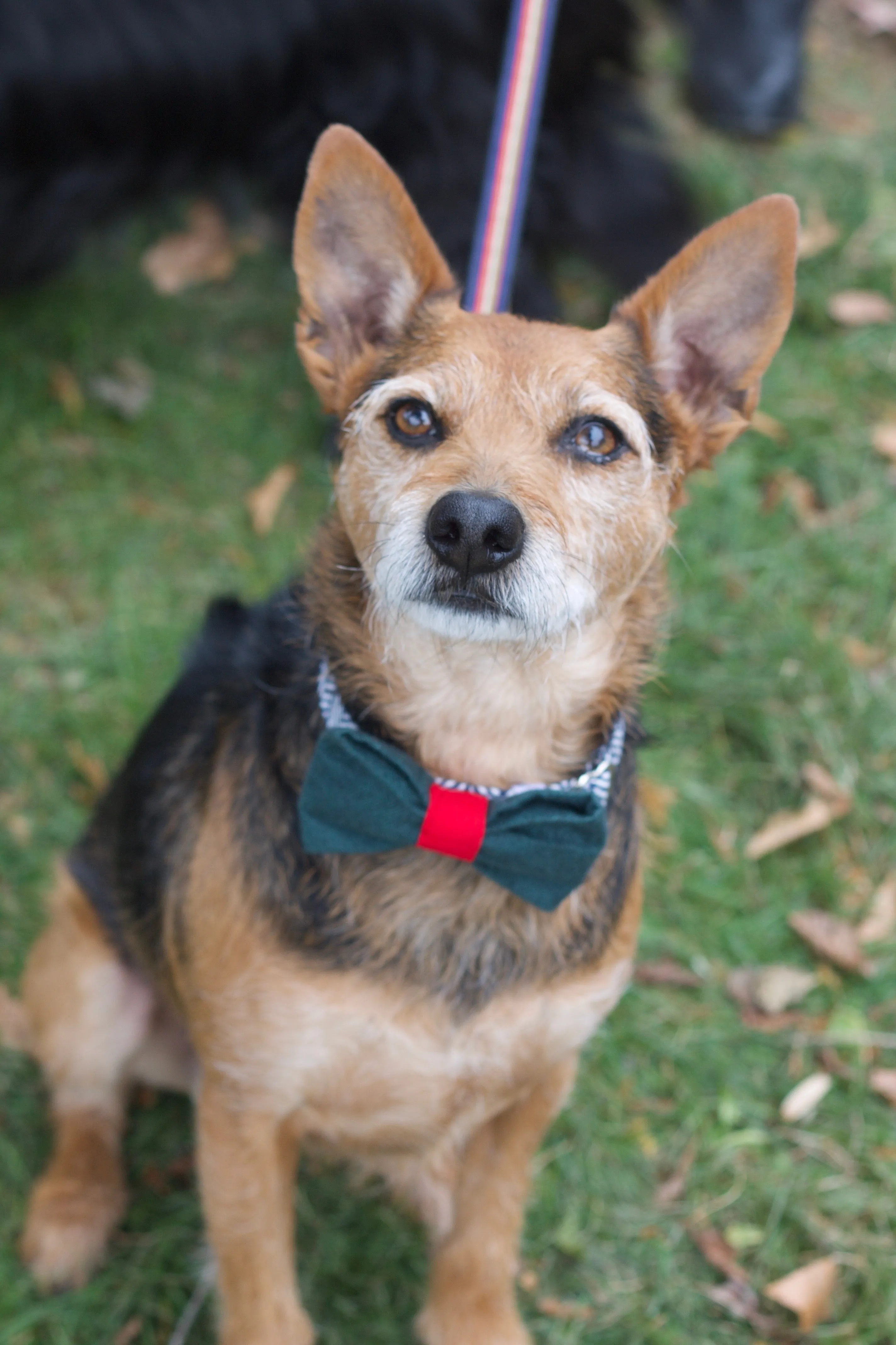 Red & Green Polka Dot Bow Tie